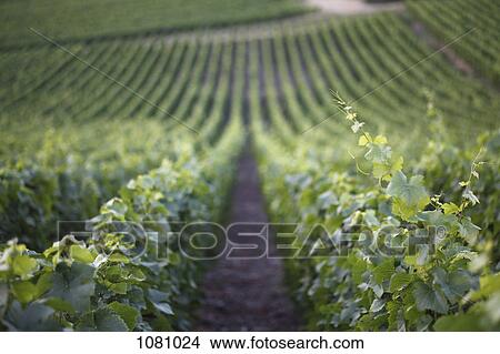 Downhill vineyard View Large Photo Image Picture - Downhill vineyard. Fotosearch