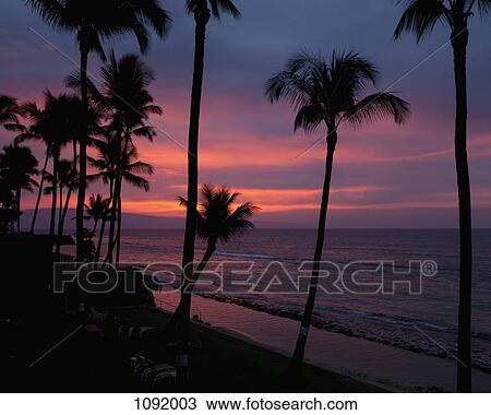 Stock Image - Dusk and silhouetted palm trees at beach in Maui, Hawaii. Fotosearch