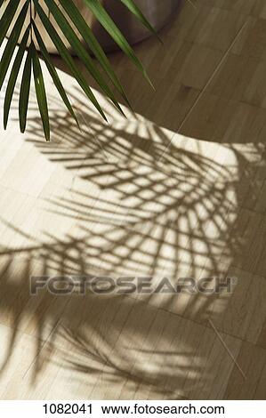 Stock Image - Fan palm tree shadowed on wooden floor. Fotosearch