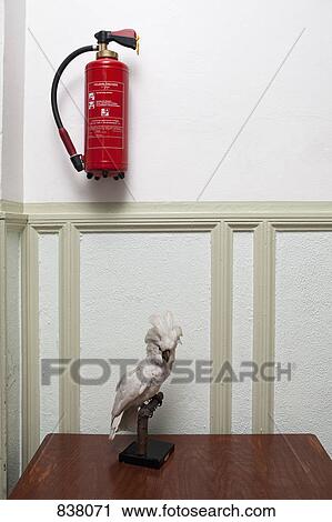 Fire preparations with stuffed parrot and extinguisher View Large Photo Image Stock Image - Fire preparations with stuffed parrot and extinguisher. Fotosearch