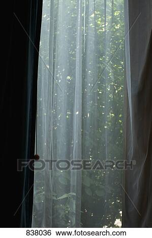 Foliage seen behind transparent curtain View Large Photo Image Stock Photograph - Foliage seen behind transparent curtain. Fotosearch