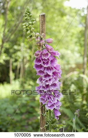 Foxglove, Digitalis purpurea View Large Photo Image Stock Photography - Foxglove, Digitalis purpurea. Fotosearch