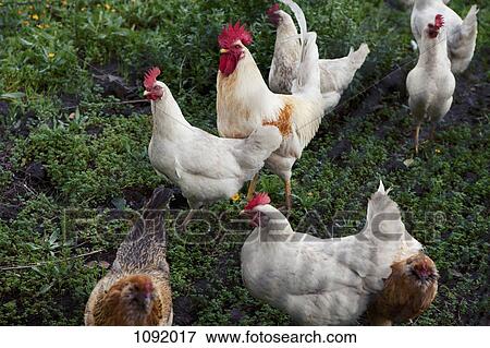 Free range chickens View Large Photo Image Stock Photo - Free range chickens. Fotosearch