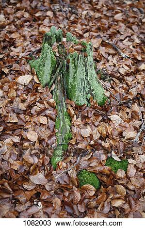 Green moss tree stump under fallen autumnal beech leaves View Large Photo Image Stock Image - Green moss tree stump under fallen autumnal beech leaves. Fotosearch
