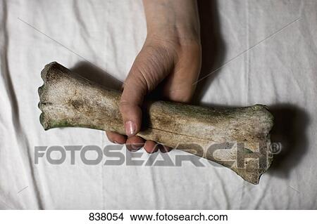 Picture - hand holding animal bone. Fotosearch