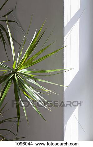 Light through window upon fan palm tree View Large Photo Image Picture - Light through window upon fan palm tree. Fotosearch