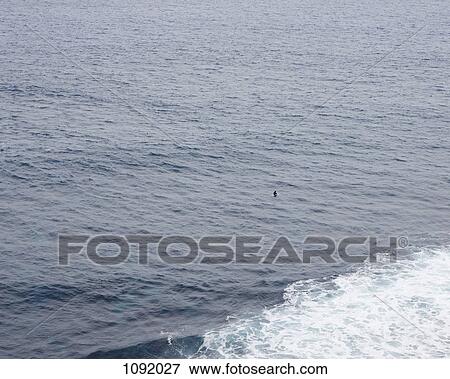 Lone person surfing in the vast water View Large Photo Image Stock Photo - Lone person surfing in the vast water. Fotosearch