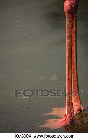 Low section of a flamingo standing in water View Large Photo Image Picture - Low section of a flamingo standing in water. Fotosearch