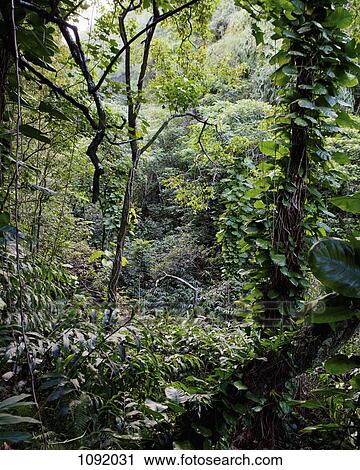 Stock Image - Lush foliage in rainforest in Maui, Hawaii. Fotosearch