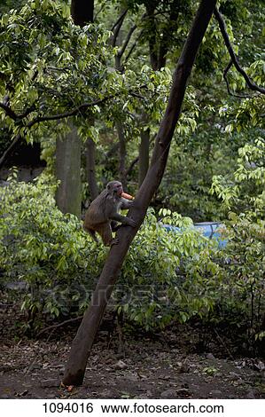 Macaque monkey climbing tree with carrot in mouth View Large Photo Image Stock Photograph - Macaque monkey climbing tree with carrot in mouth. Fotosearch