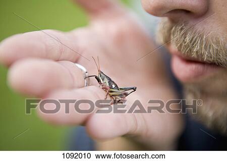 Stock Image - Man holding grasshopper in the palm of his hand. Fotosearch