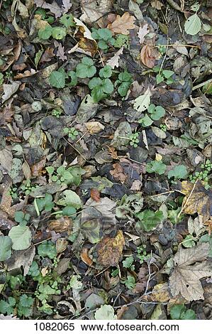 Stock Photography - Mixture of fallen leaves on ground. Fotosearch