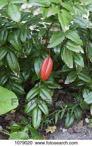 One red leaf amongst many green leaves View Large Photo Image Stock Image - One red leaf amongst many green leaves. Fotosearch