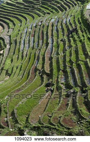 Pattern of Ping'an Rice Terraces in China View Large Photo Image Stock Image - Pattern of Ping'an Rice Terraces in China. Fotosearch