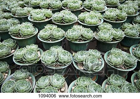 Plant pots of Aeonium Arboreum View Large Photo Image Stock Photograph - Plant pots of Aeonium Arboreum. Fotosearch