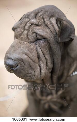 Stock Image - Portrait of a Shar-Pei dog, close-up. Fotosearch