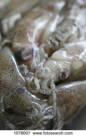 Raw squid View Large Photo Image Stock Photo - Raw squid. Fotosearch