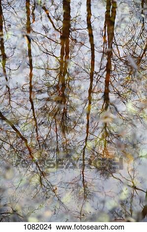 Reflection of beech trees in pool of water View Large Photo Image Picture - Reflection of beech trees in pool of water. Fotosearch