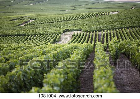 Rolling hills of a vineyard View Large Photo Image Picture - Rolling hills of a vineyard. Fotosearch