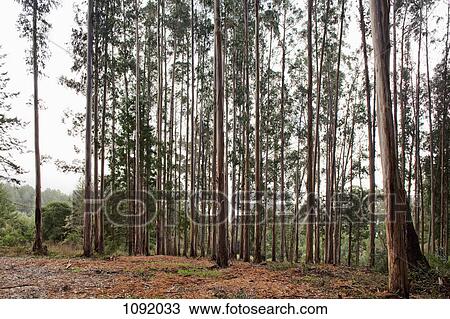 Row of tall trees in Marin, California View Large Photo Image Stock Image - Row of tall trees in Marin, California. Fotosearch