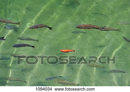 Single orange fish among darker colored fish in water View Large Photo Image Picture - Single orange fish among darker colored fish in water. Fotosearch