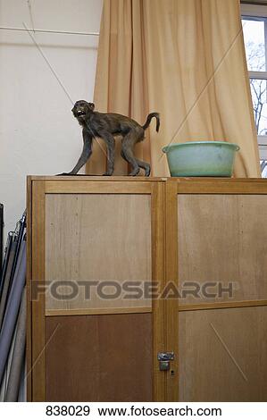 Stuffed baboon on top of cupboard View Large Photo Image Stock Photo - Stuffed baboon on top of cupboard. Fotosearch