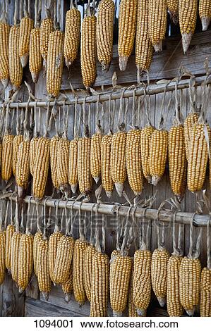 Sweet corn hanging from wooden poles View Large Photo Image Stock Image - Sweet corn hanging from wooden poles. Fotosearch