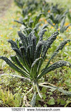 Stock Image - Swiss chard plant. Fotosearch
