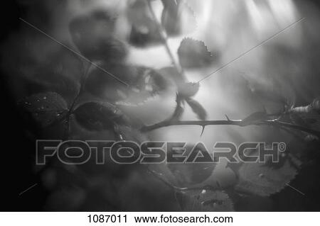 Thorns and leaves on rose bush branches View Large Photo Image Stock Image - Thorns and leaves on rose bush branches. Fotosearch