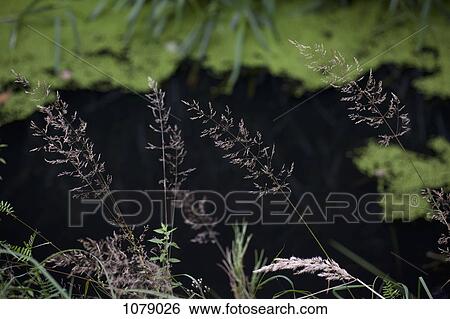 Timothy grass growing near the edge of a pond View Large Photo Image Stock Photograph - Timothy grass growing near the edge of a pond. Fotosearch