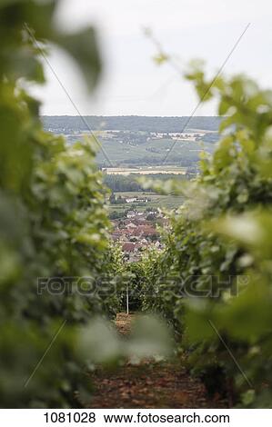 Town beyond vineyard View Large Photo Image Stock Photo - Town beyond vineyard. Fotosearch
