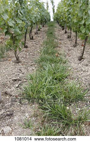 Picture - Trail of grass in vineyard. Fotosearch