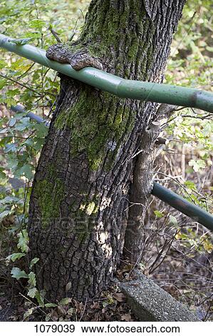 Tree bark growing over hand railing View Large Photo Image Stock Photo - Tree bark growing over hand railing. Fotosearch