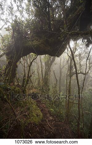 Trees and vines in a forest View Large Photo Image Stock Photograph - Trees and vines in a forest. Fotosearch