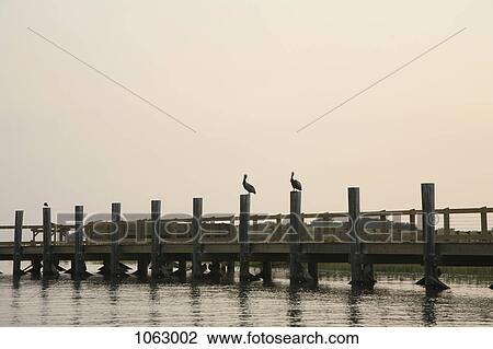 Two pelicans, each resting on the wooden poles of a jetty View Large Photo Image Stock Image - Two pelicans, each resting on the wooden poles of a jetty. Fotosearch
