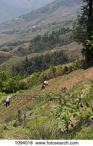 Two workers in Ping'an Rice terrace in China View Large Photo Image Stock Photo - Two workers in Ping'an Rice terrace in China. Fotosearch