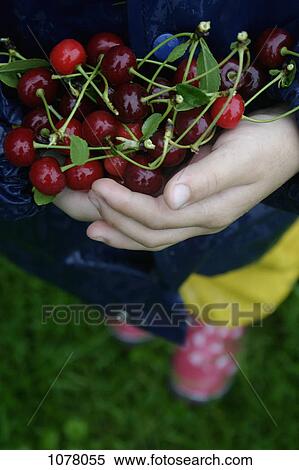 View of a child with hands full of cherries View Large Photo Image Stock Photography - View of a child with hands full of cherries. Fotosearch