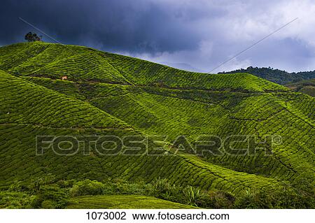View of a tea plantation View Large Photo Image Stock Image - View of a tea plantation. Fotosearch