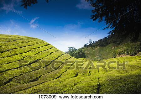 Stock Photo - View of a tea plantation. Fotosearch