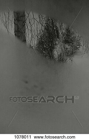 View of trees through a wet and foggy window View Large Photo Image Stock Image - View of trees through a wet and foggy window. Fotosearch