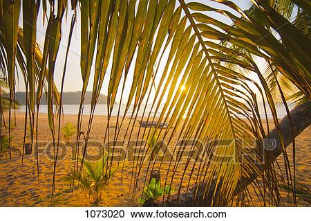 View through palm leaves of a beach at sunset View Large Photo Image Stock Image - View through palm leaves of a beach at sunset. Fotosearch
