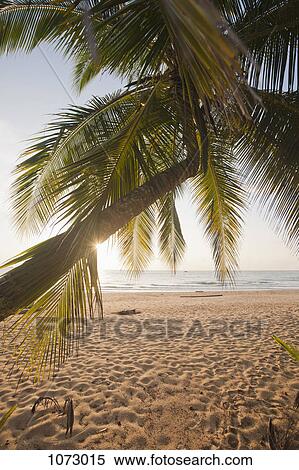 View through palm leaves of a beach View Large Photo Image Stock Photography - View through palm leaves of a beach. Fotosearch