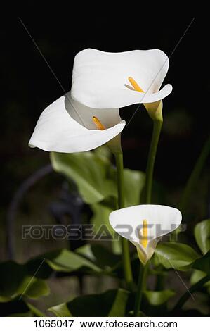 Stock Photo - White calla lilies. Fotosearch