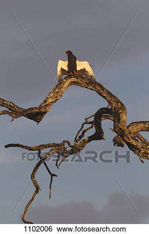 A Bateleur Eagle preparing to fly View Large Photo Image Stock Photograph - A Bateleur Eagle preparing to fly. Fotosearch