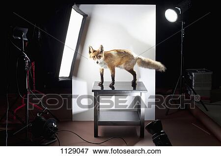 A behind the scenes look at a photo shoot of a stuffed fox View Large Photo Image Stock Photo - A behind the scenes look at a photo shoot of a stuffed fox. Fotosearch