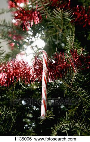 A candy cane hanging from a Christmas tree View Large Photo Image Stock Photograph - A candy cane hanging from a Christmas tree. Fotosearch