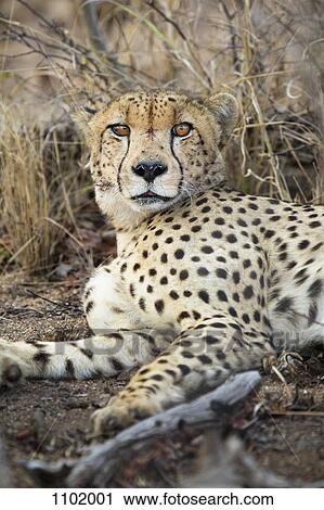 A cheetah lying down, looking at camera View Large Photo Image Stock Image - A cheetah lying down, looking at camera. Fotosearch