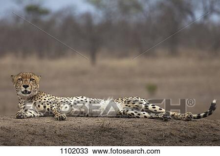 A cheetah lying down, looking at camera View Large Photo Image Stock Image - A cheetah lying down, looking at camera. Fotosearch