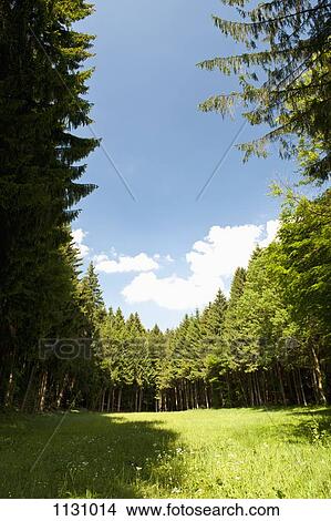 A clearing amongst a forest of pine trees, Wolfratshausen, Germany View Large Photo Image Picture - A clearing amongst a forest of pine trees, Wolfratshausen, Germany. Fotosearch
