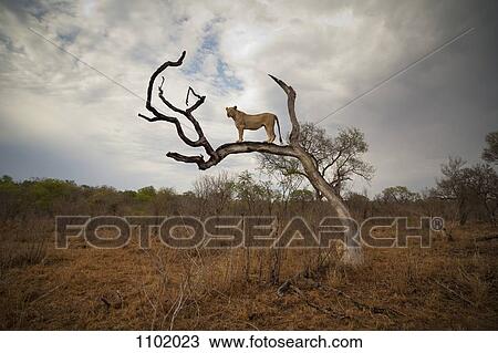 A female lion standing on bare branch View Large Photo Image Stock Image - A female lion standing on bare branch . Fotosearch